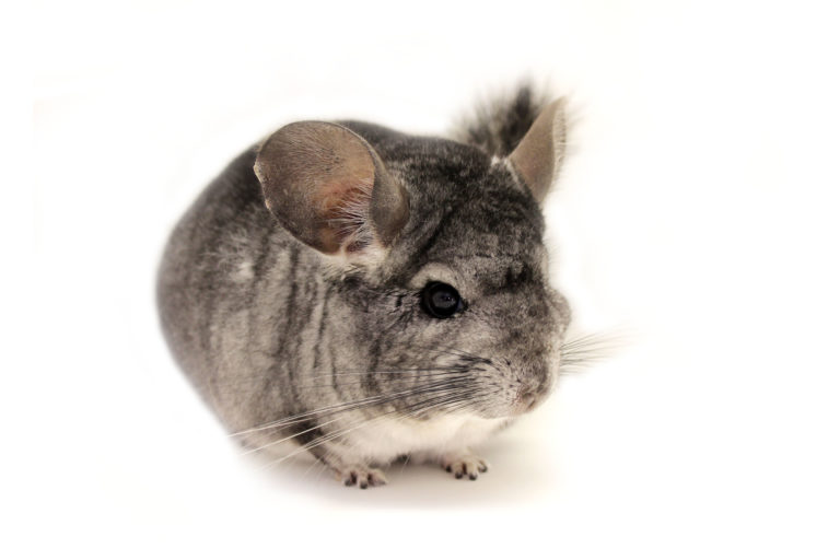 Chinchilla