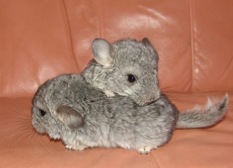 How many Babies does a Chinchilla have?